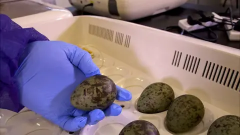 WWT Slimbridge Curlew eggs