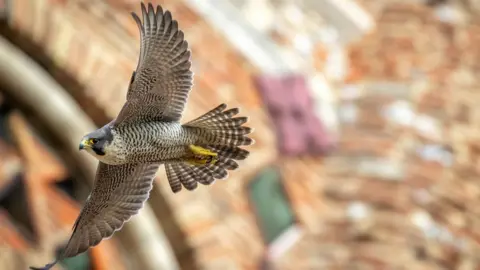 PATRICK WAINWRIGHT Peregrine falcon at St Albans Cathedral