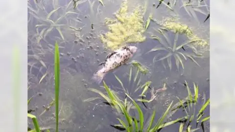 Kevin Putnam dead fish