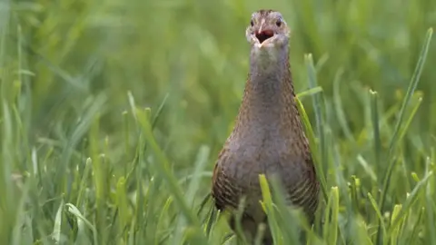 Andy Hay/RSPB Corncrake