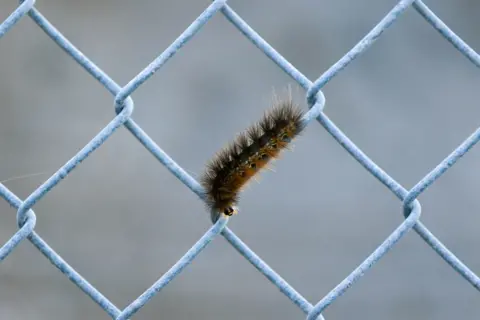 Doris Enders A caterpillar walking on a wire fence