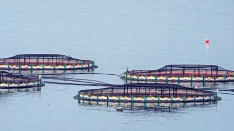 Getty Images salmon farming