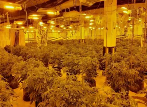 Hampshire Constabulary Cannabis factory