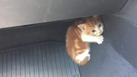 Auckland City District Police Maioro the kitten