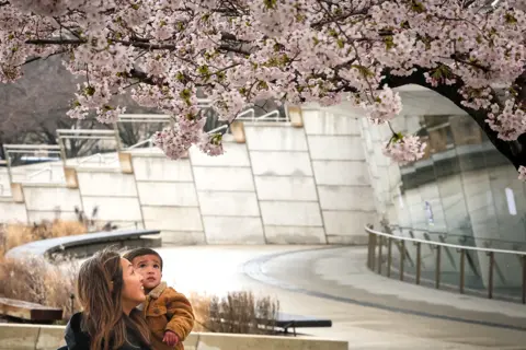 Reuters A woman and her child stop to look at Cherry Blossom trees in the Brooklyn borough of New York City, U.S., April 2, 2024.