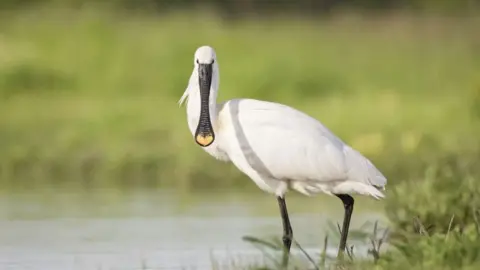 Suffolk Wildlife Trust/Kevin Elsby Spoonbill