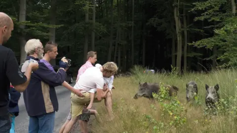 ERIK VAN 'T WOUD/AFP/Getty Images Wild boar in the Hoge Veluwe nature reserve, Netherlands