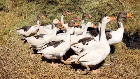 Getty Images Geese