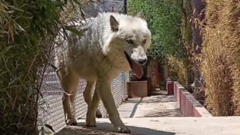 Profepa A coyote was among the animals seized