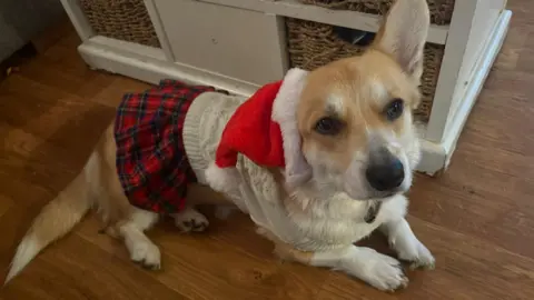 Family handout A brown and white dog lying on a wooden floor. The dog is wearing a tartan skirt, a white jumper and a Santa hat.