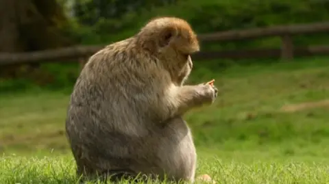 A monkey sitting down