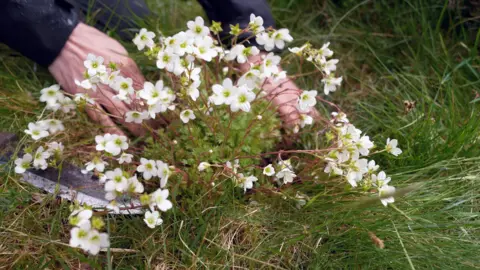BBC/Gwyndaf Hughes Une plante à fleurs blanches plantée dans le sol