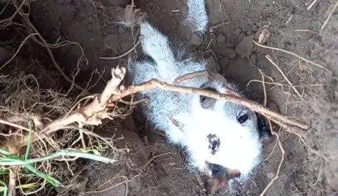 Drone SAR for lost dogs UK Still from a video of Krakka being rescued. She is covered in mud with just her front paws and head sticking out.