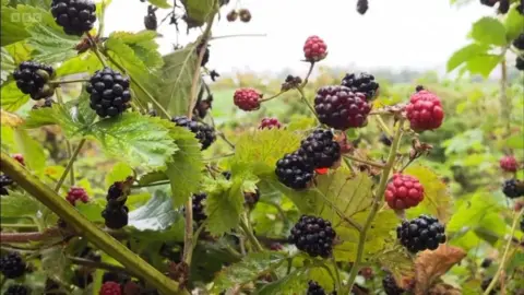 Shaun Whitmore/BBC Blackberries, both ripe and red and underripe, with lots of leafage and stems visible, with hedgerows and the bleached out sky behind.