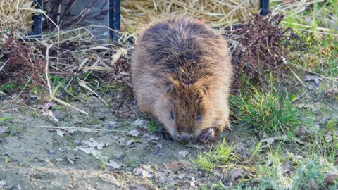 Chiew Loo A brown beaver starting to walk, after being released from a cage. There is foliage on the ground, including leaves, grasses and plants. The beaver is brown, you can just see his feet, face and the back of its body. 