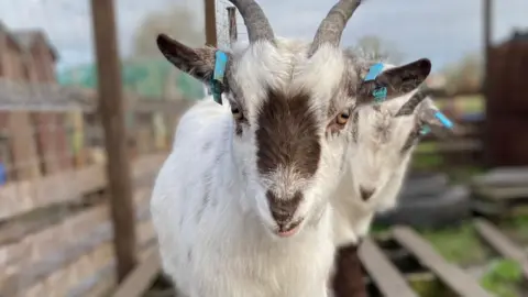 Anstey Alpacas A close up of a white goat with a brown patch on his nose