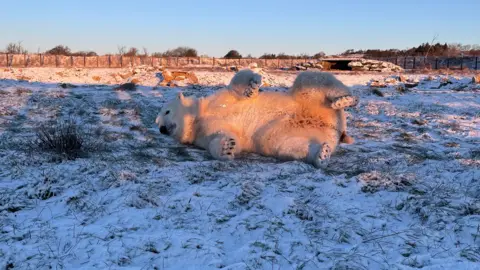 Peak Wildlife Park A polar bar on its side as it roles around on snow-covered ground at a wildlife park.