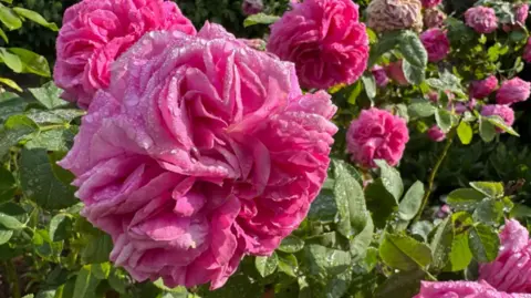 A close-up photo of a pink rose bush in full bloom in the sunshine with water droplets on it in sunshine. There are green leaves behind.