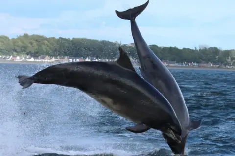 Catriona Dalziel Two dolphins leaping out of the water. There are houses and trees in the background.