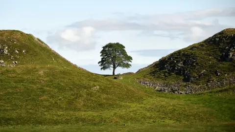 John Millar  The famous sycamore group tree before it was felled 