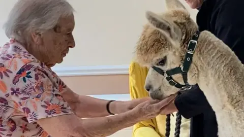 A resident stroking an alpaca's chin during an animal visit to a care home