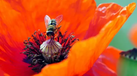 PA A close-up image of a black and yellow hoverfly pollinating a poppy. The flower is a deep shade of orange with a dark purple centre. 