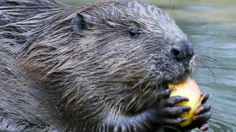 A beaver eating a piece of apple. The beaver is wet and appears to be sitting on a river bank with water behind it. It's sharp claws are holding onto the apple and it seems to be looking at the camera.