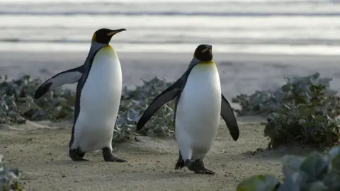 BBC King penguins on the Falkland islands
