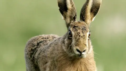 Press Association A hare