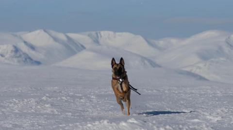 SAIS forecaster's dog in the Cairngorms