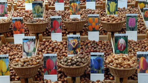 Tulip bulbs