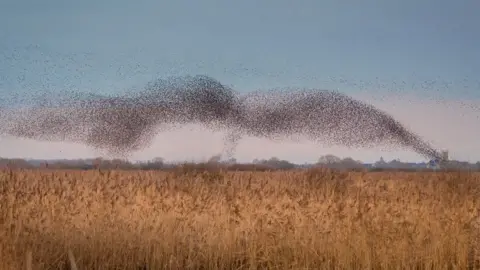 Anthony P Morris Starlings at RSPB Otmoor