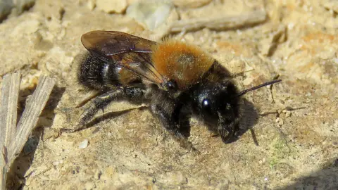 Steven Falk Cliff Mason Bee