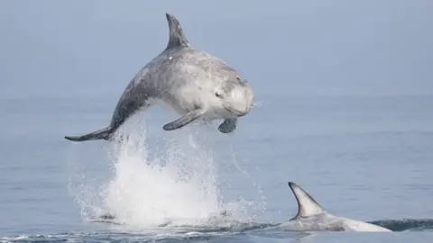 Eleanor Stone Risso's dolphins