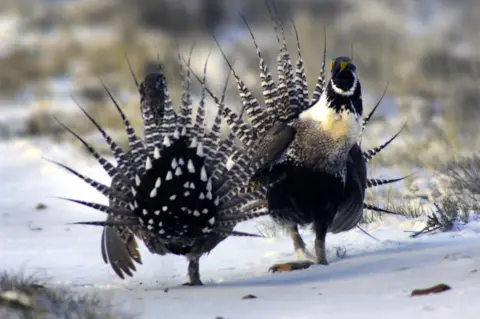 Getty Images Sage Grouse