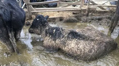 Cornwall Council cattle in muck