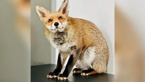 Second Chance Fox Rescue and Rehabilitation fox