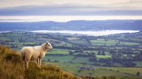 Getty Images Lone sheep high above misty countryside in Monmouthshire