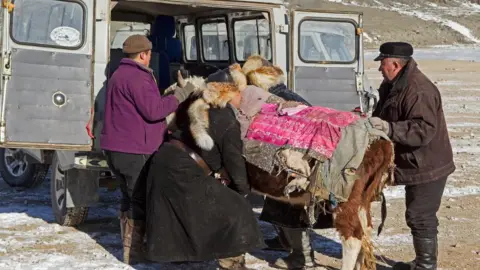 JENNY HIBBERT An exhausted cow is loaded into a truck