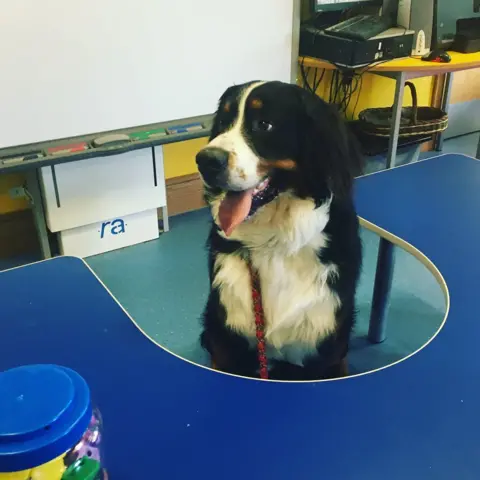 @mylo_the_belfast_bernese on Instagram A long-furred black-and-white dog sits at a desk in a classroom. He looks happy, but a bit tired after a day of studying.