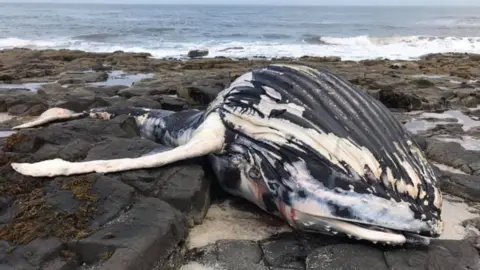 PA Media Humpback whale