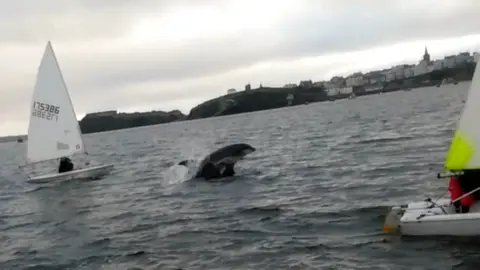 Max Richards Dolphins near boats of Tenby Sailing Club