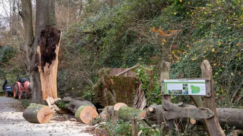 Wild Planet Trust A large beech tree which was severely damaged during extreme winds in Storm Barragh. There are parts of the tree trunk which appear to have been chopped up strewn around the tree, which is next to a steep bank covered in foliage.