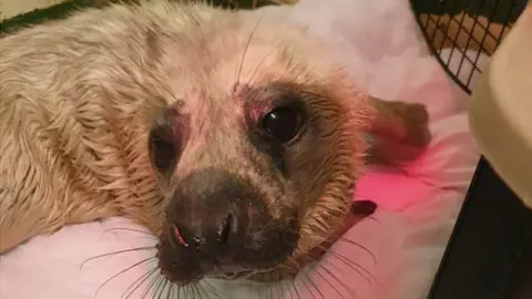 GSPCA Ellie the seal pup