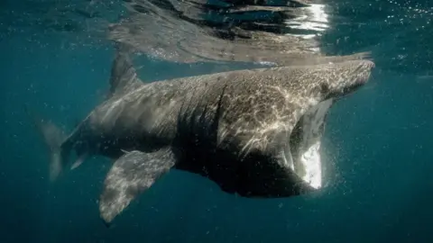 Getty Images Basking shark