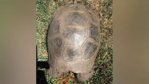 Maggie Talbot-Cull Tim the tortoise