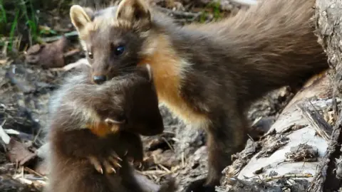 Forestry Commission Scotland Pine marten and kit
