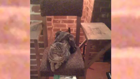 Claire Harding Cat on Jack Wild's chair