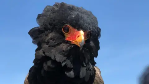 International Centre for Birds of Prey Close up image of Moscato's face