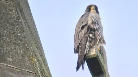 David Gray/Jim Graham Female bird on a Leicester Cathedral cross